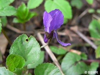 Viola_odorata_270309_BSWR.jpg