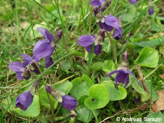 Viola_odorata_AS01.jpg