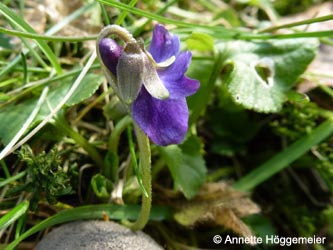 Viola_odorata_AachenWestfriedhof170213_ho03.jpg