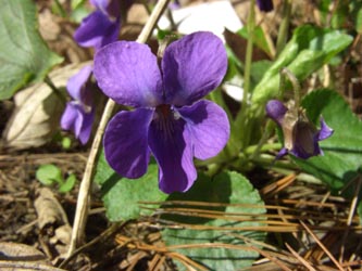 Viola_odorata_BO030406_ja01.jpg