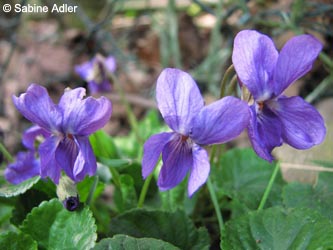 Viola_odorata_BO120409_SA01.jpg