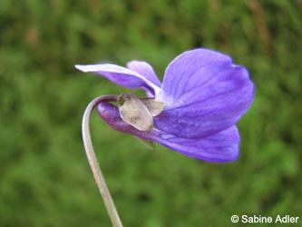 Viola_odorata_BO120409_SA02.jpg