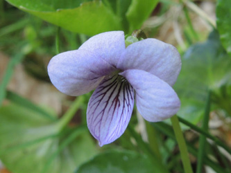 Viola_palustris_Tourbiere-de-Machais_Vogesen2016_210516_ja02.jpg