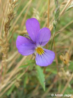 Viola_tricolor_Elbe2008_6_ja46.jpg