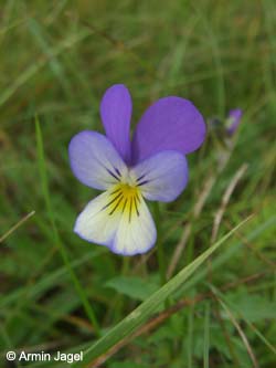 Viola_tricolor_Elbe2008_6_ja47.jpg