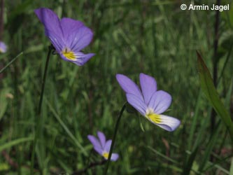 Viola_tricolor_WahnerHeide010712_ja02.jpg