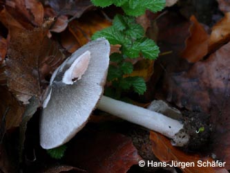 Volvariella_caesiotincta_Blaugraugetoenter_Scheidling_BOKalwes251009_HJSchaefer05.jpg