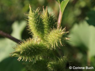 Xanthium_albinum_080912_CB01.jpg