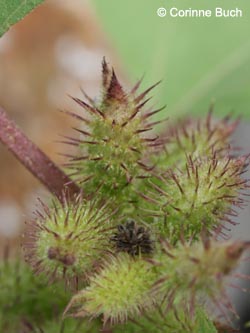 Xanthium_saccharatum_280811_CB01.jpg