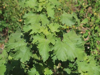 Xanthium_saccharatum_KMerkenichRhein_CB01.jpg