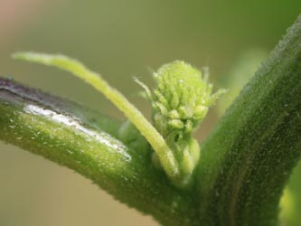 Xanthium_saccharatum_KMerkenichRhein_CB04.jpg