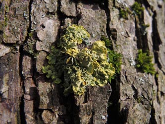 Xanthoria_parietina_Aachen_Lintert_Kryptogamen_220215_ja13.jpg