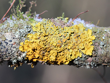 Xanthoria_parietina_Aachen_Waldfriedhof_250218_CB01.jpg