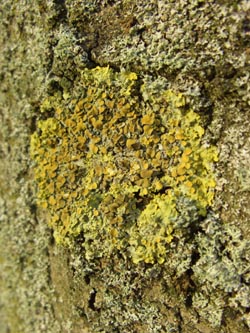 Xanthoria_parietina_BOSchmechtingwiese171107_ja11.jpg