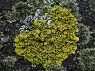 Xanthoria_parietina_BOUni250109_CB02.jpg