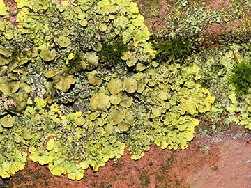 Xanthoria_parietina_Bochum_Unicenter_Kryptogamen_210118_CB03.jpg