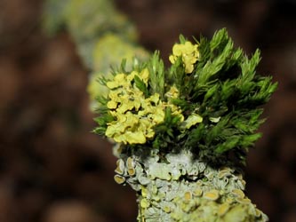 Xanthoria_parietina_Orthotrichum_affine_BORUB050211_ja03.jpg