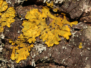 Xanthoria_parietina_RUBMoose210117_CB02.jpg
