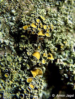 Xanthoria_parietina_Schmechtingtal071117_ja15.jpg