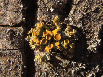 Xanthoria_polycarpa_RUBMoose210117_ja02.jpg