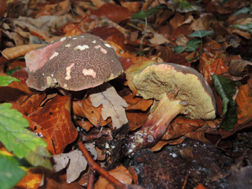 Xerocomellus_chrysenteron_BO_Koenigsbuescher_Waeldchen_Pilze_ja01.jpg