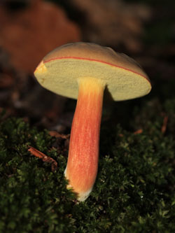 Xerocomus_chrysenteron_BOMailand_111015_Pilze_CB01.jpg