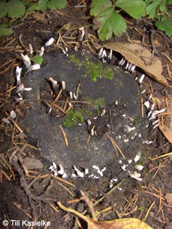 Xylaria_hypoxylon_BGBO251009_TK02.jpg