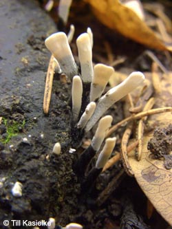 Xylaria_hypoxylon_BGBO_251009_TK03.jpg