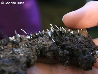 Xylaria_hypoxylon_BOKalwes231011_CB12.jpg