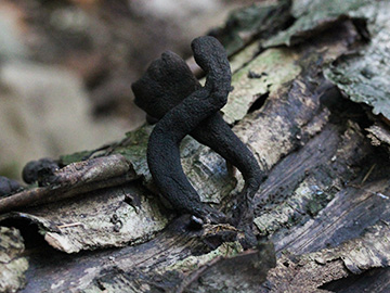 Xylaria_longipes_BO_BergerTal_141018_CB10.jpg