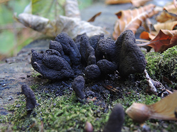 Xylaria_longipes_BO_BergerTal_141018_ja10.jpg