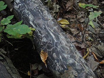 Xylaria_longipes_BO_BergerTal_141018_ja17.jpg