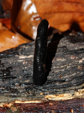 Xylaria_longipes_BO_Koenigsbuescher_Waeldchen_Pilze_CB04.jpg