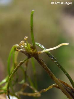 Zannichellia_palustris_pedicellata_Elbe2008_4_ja28.jpg