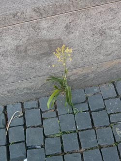 Zea_mays_BOZentrum_270814_PG01.jpg