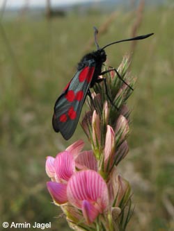 Zygaena_filipendulae_SWD2009_ja19.jpg