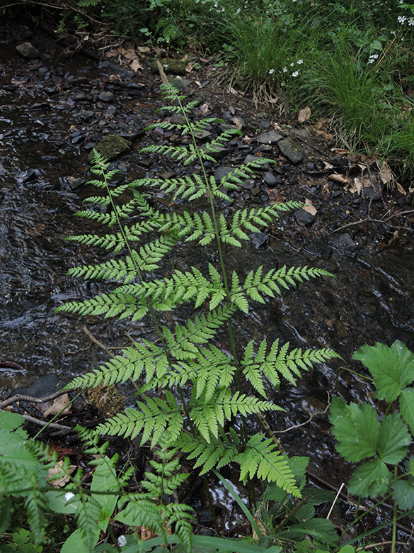 Dryopteris dilatata Witten-Annen