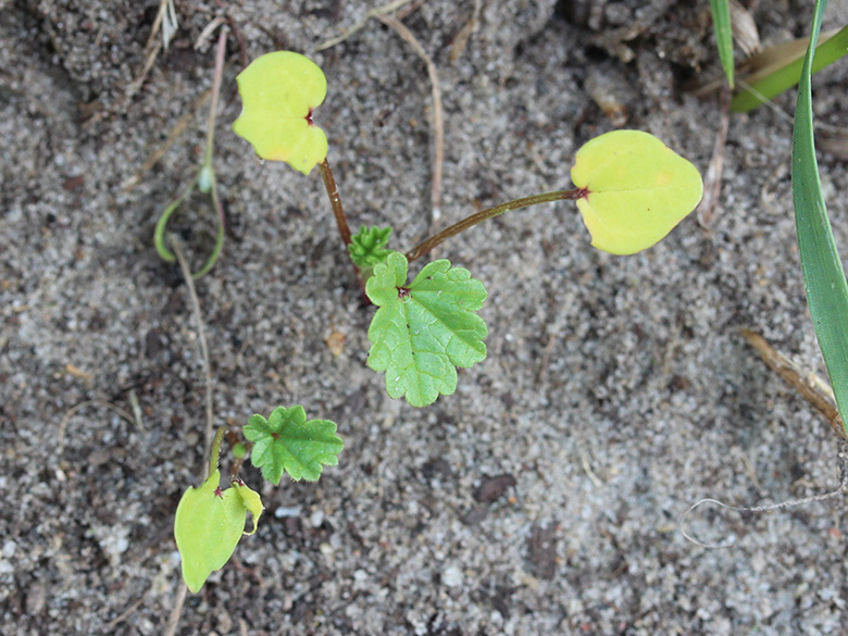 Malva neglecta Keimling