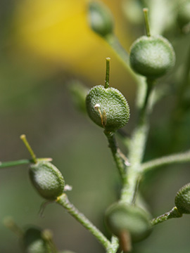 Alyssum montanum