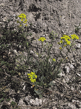 Alyssum montanum