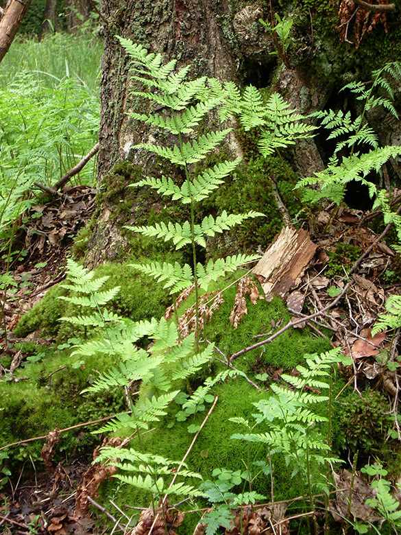 Dryopteris carthusiana