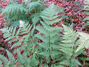 Dryopteris carthusiana