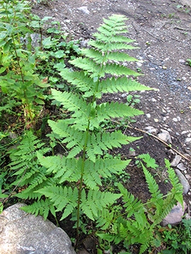 Dryopteris carthusiana