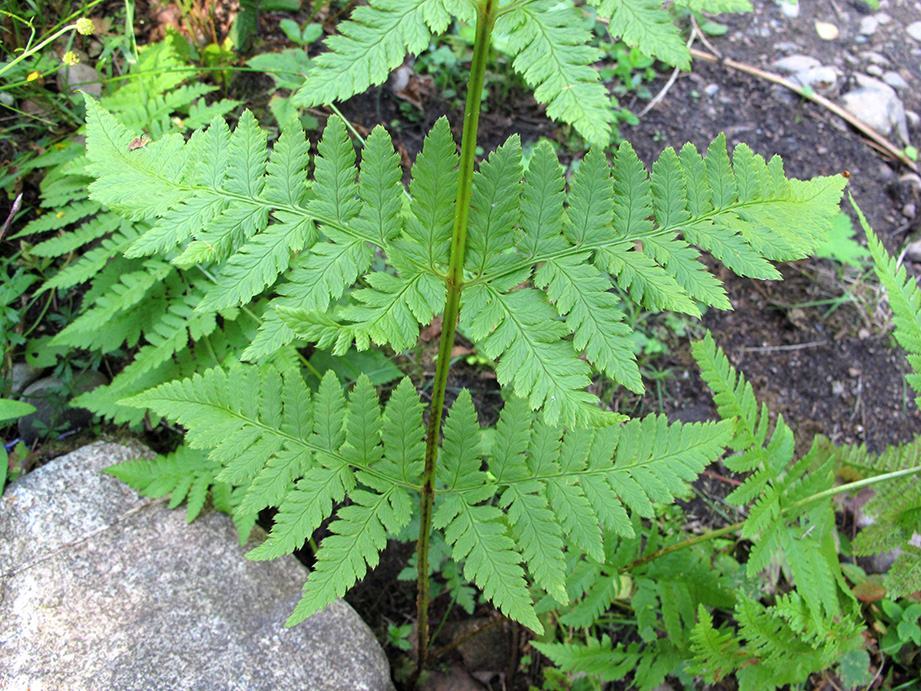 Dryopteris carthusiana