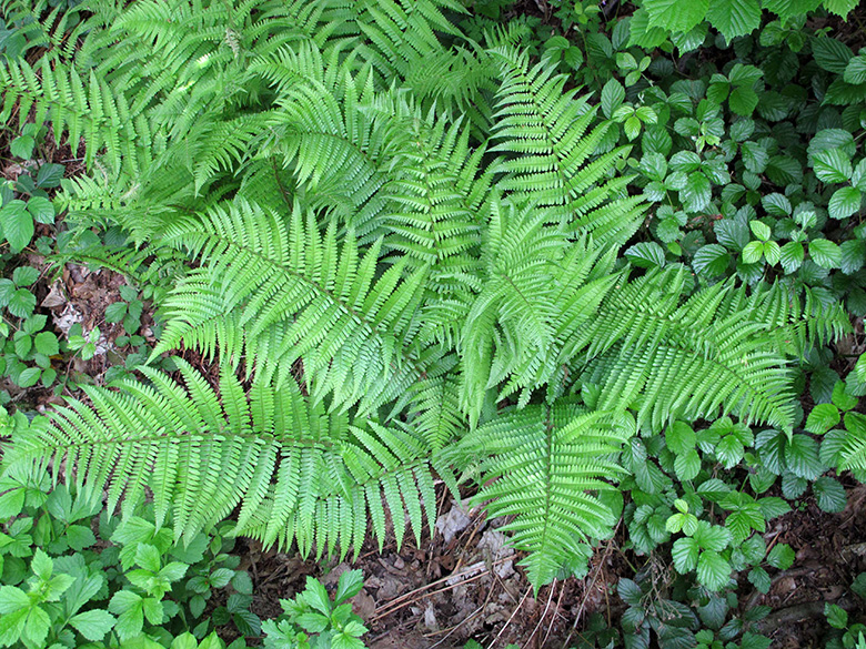 Dryopteris filix-mas