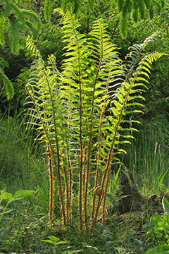 Dryopteris filix-mas