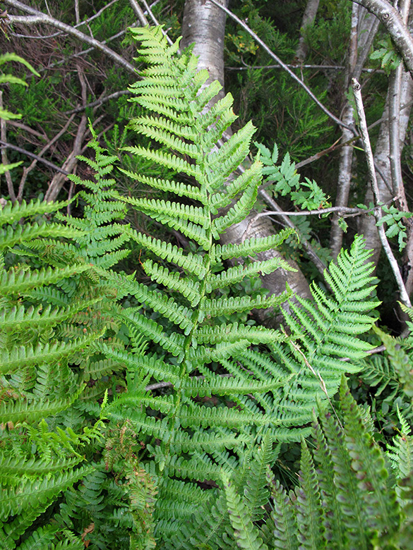 Dryopteris oreades