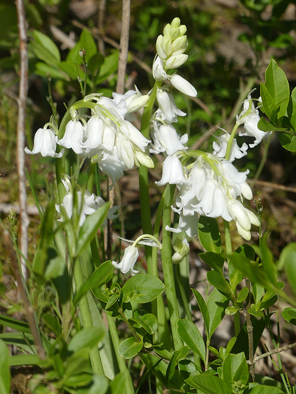 Hyacinthoides non-scripta Alba