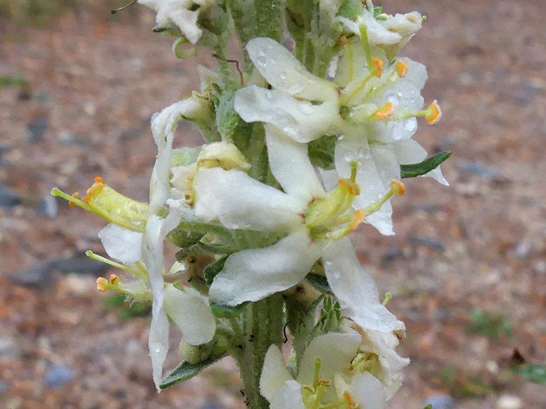 Verbascum lychnites