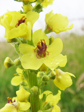 Verbascum nigrum